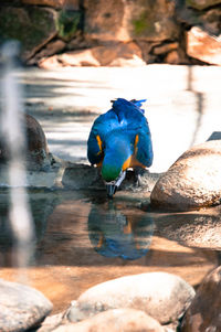 Close-up of bird perching on a water