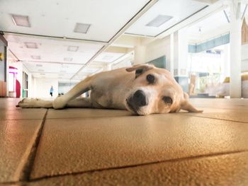 Close-up portrait of a dog resting on tiled floor