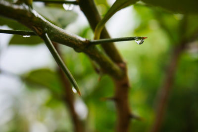 Close-up of lizard on branch