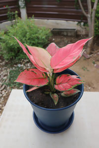 Close-up of potted plant on table