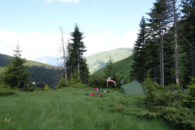 Panoramic view of pine trees on field against sky