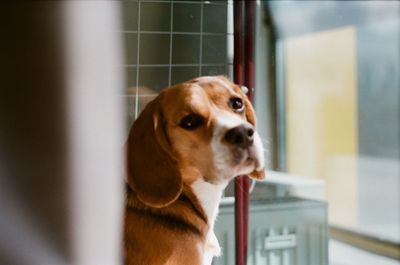 Close-up of dog looking away at home