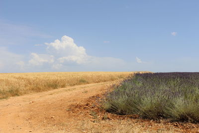 Scenic view of field against sky