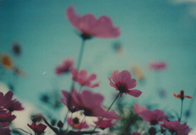 Close-up of flowers against sky