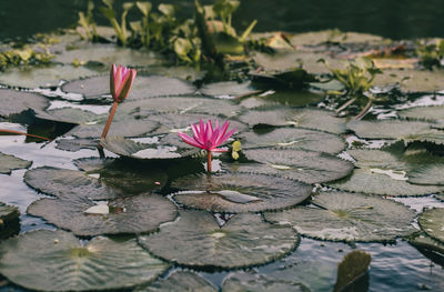 Water lilies bloom on van long lagoon, ninh binh