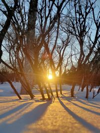 Bare tree on snow covered landscape