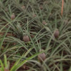 Close-up of plant