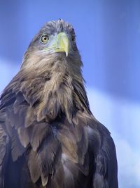 Close-up portrait of owl against sky