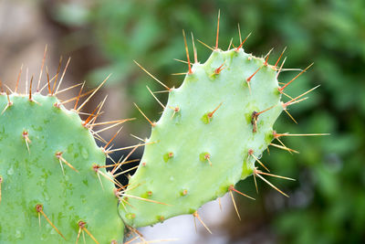 Close-up of prickly pear cactus