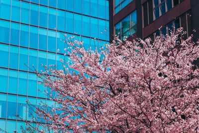 Low angle view of pink flowering tree in city