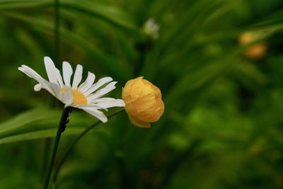 Close-up of yellow flowering plant