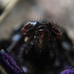 Close-up of fly