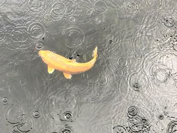 High angle view of yellow swimming in water