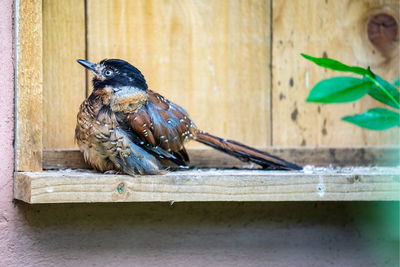 Close-up of bird perching on wooden table