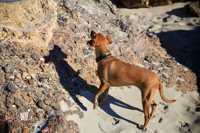 Dog standing on sand at beach