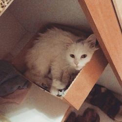 High angle view of cat sitting on floor