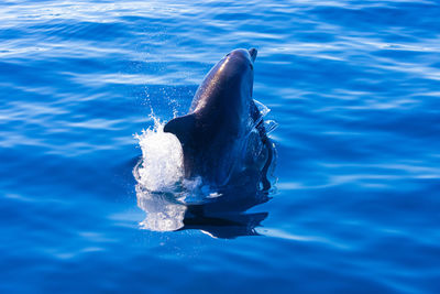 Common bottlenose dolphin surfacing on the adriatic sea in croatia