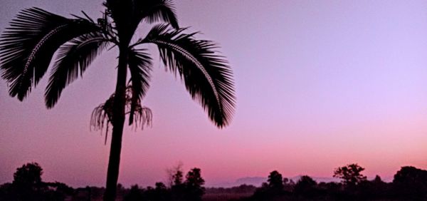 Low angle view of palm trees against sky at sunset