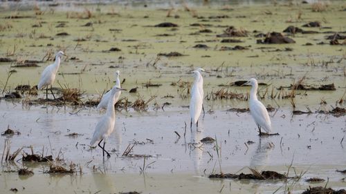 View of birds on beach