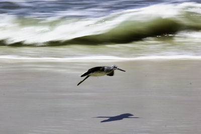 Bird flying over sea