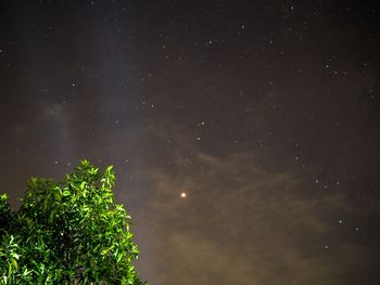 Low angle view of trees against sky at night