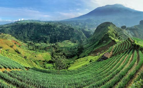 Scenic view of agricultural field against sky