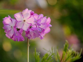 Close-up of pink flowering plant