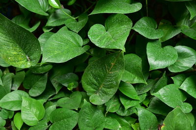 Full frame shot of wet leaves