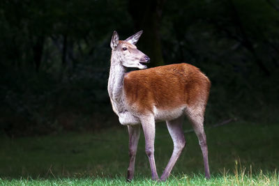 Deer standing in field