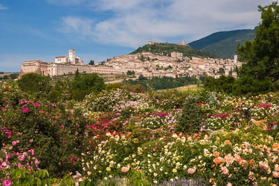 Romantic view of assisi medieval town from rose garden in umbria