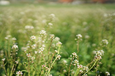 Close-up of flowering plant on field