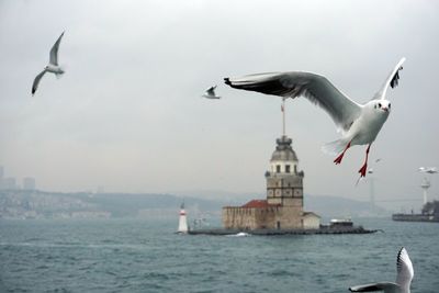 Seagulls flying over sea and the maiden tower in istanbul's bosphorus