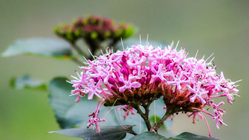 Close-up of pink flowers growing on plant