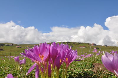 Close-up of purple crocus flowers on field against sky