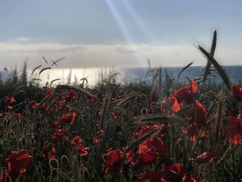 Close-up of red flowering plants against sky