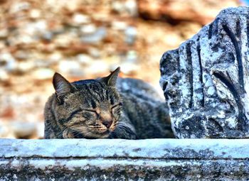 Close-up of a cat against blurred background