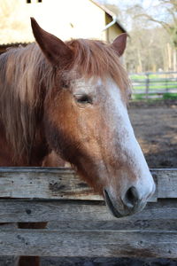 Close-up of horse