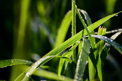 Close-up of wet plant during rainy season