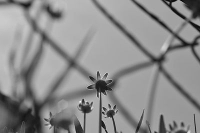 Close-up of flowering plant against fence