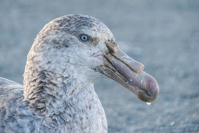 Close-up of a bird