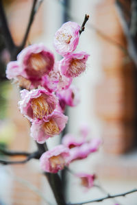 Close-up of pink cherry blossoms