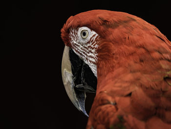 Close-up of parrot looking away against black background