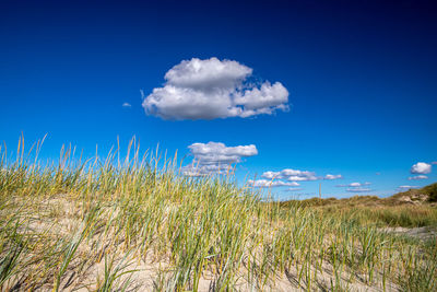 Plants growing on field against blue sky