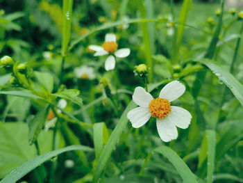 Close-up of white flowering plant