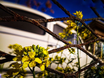 Low angle view of yellow flower tree