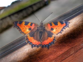 Close-up of butterfly on wood