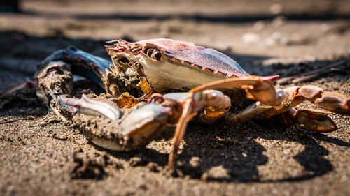 Close-up of crab on sand