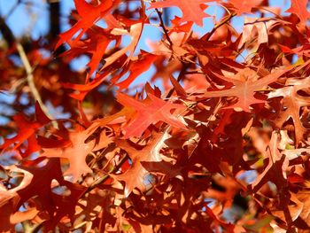 Close-up of maple leaves on tree