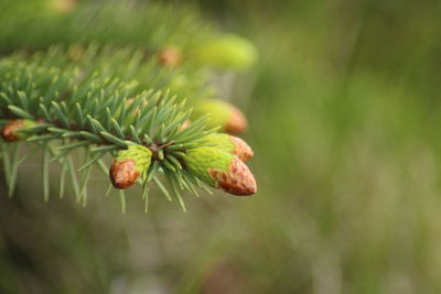 Close-up of flower buds