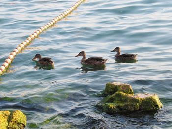 High angle view of birds swimming in lake